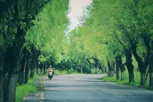 上海最全郊區(qū)郊野公園推薦,景美人少不要錢