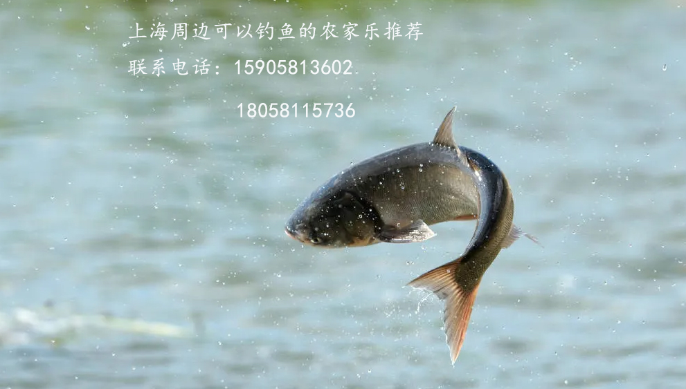 農(nóng)家樂釣魚好去處推薦/上海周邊