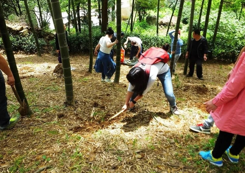 上海周邊/挖筍/采茶葉/摘水果/農(nóng)家樂(lè)/地方/推薦