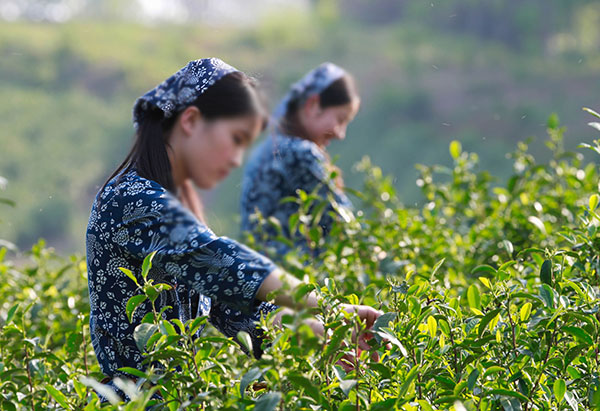 上海周邊/挖筍/采茶葉/農(nóng)家樂(lè)/地方/推薦